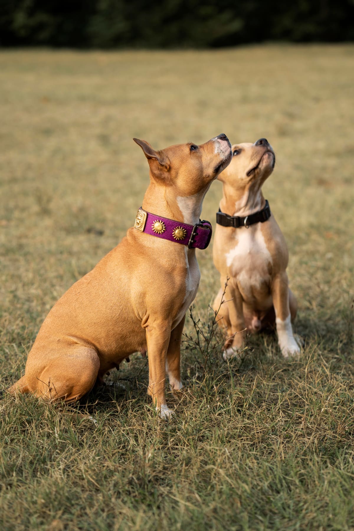 Dos perros sentados en el pasto mirando hacia arriba, atentos y contentos