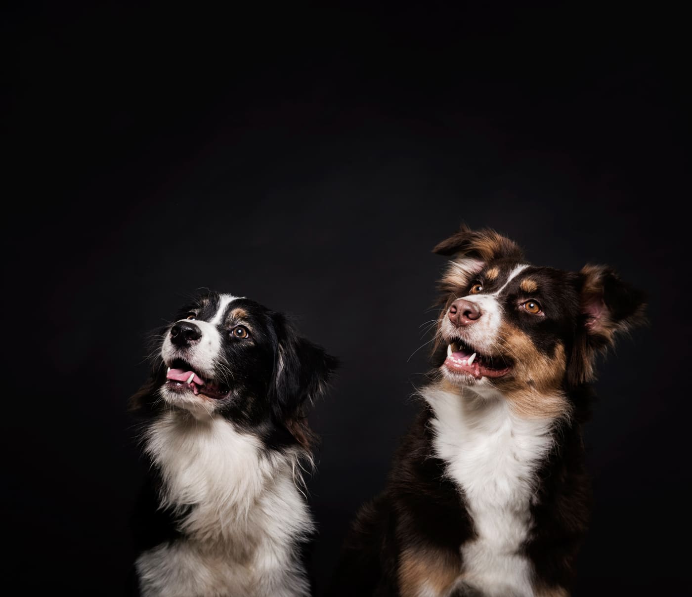 Dos perros de raza pastor australiano posando en un estudio fotográfico