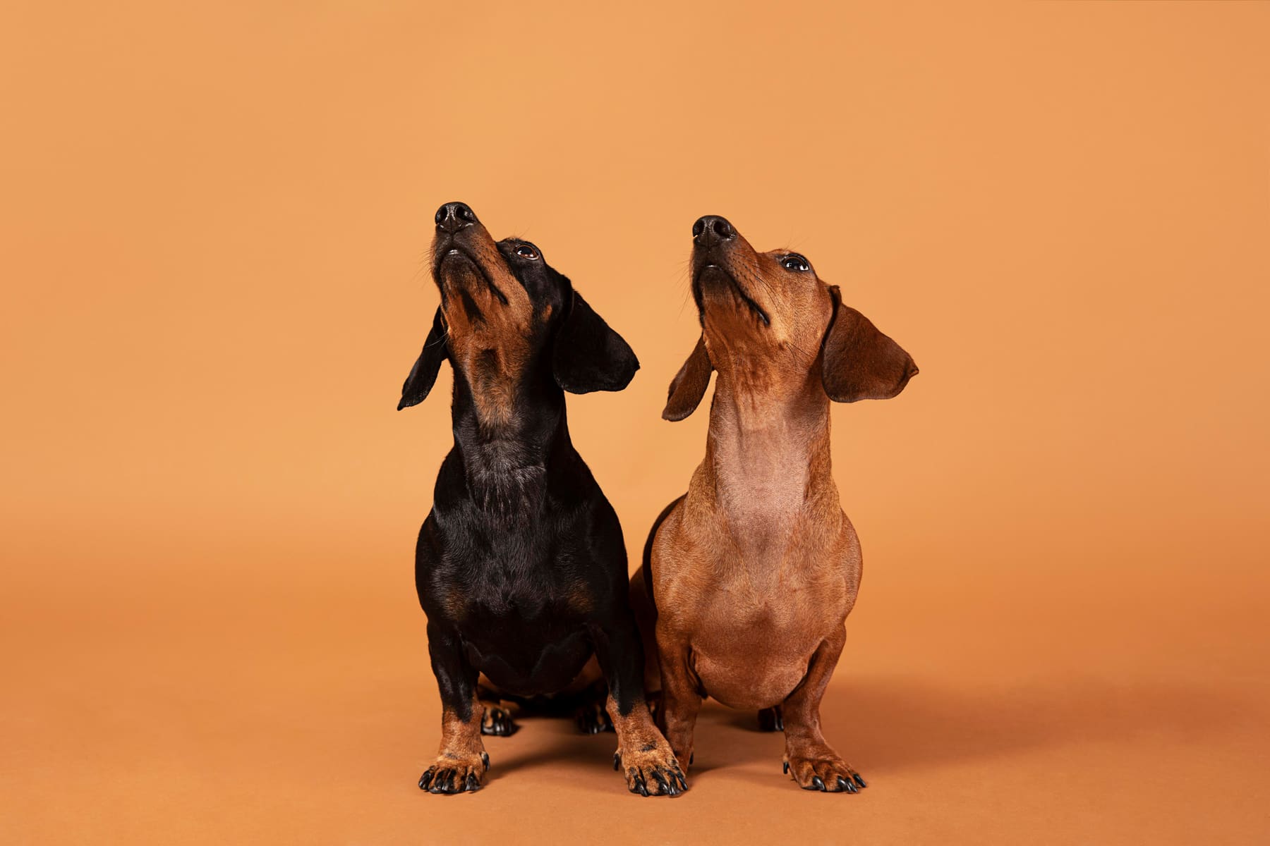 Dos perros salchicha mirando hacia arriba sobre un fondo color canela